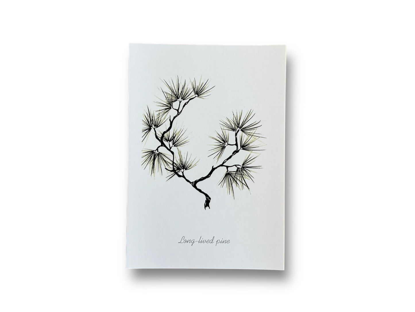 Postcard "Long-lived Pine" A6