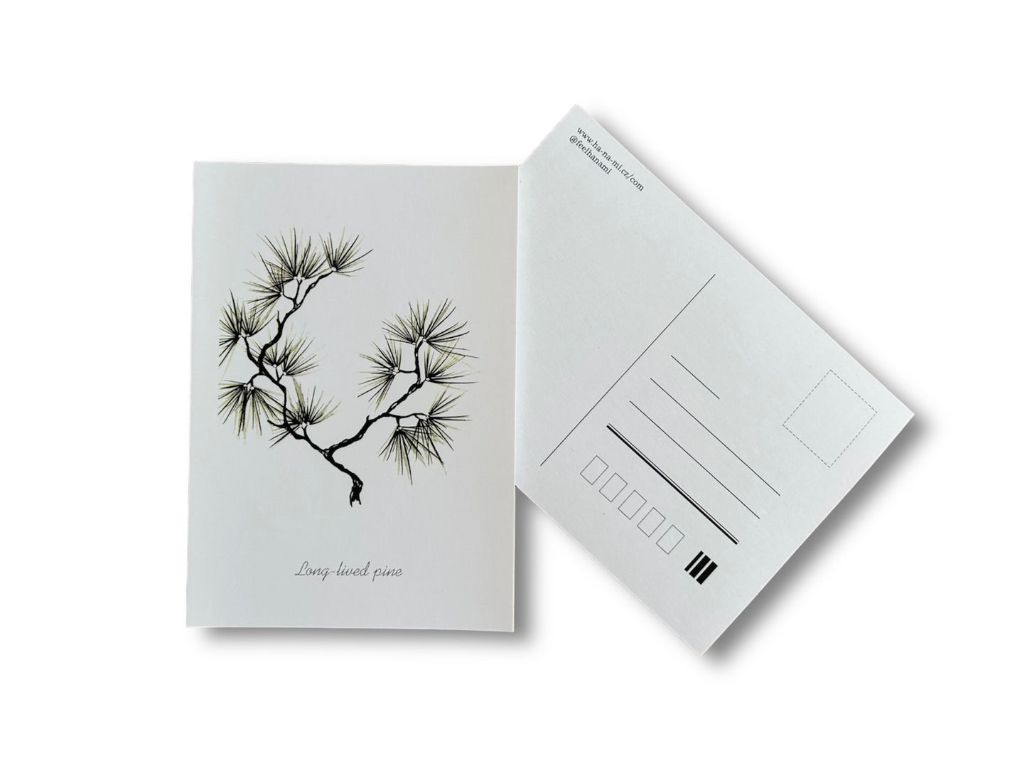 Postcard "Long-lived Pine" A6