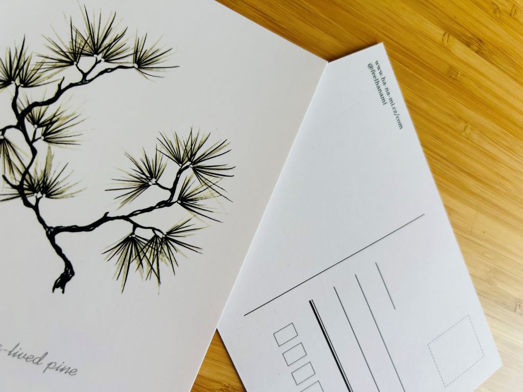 Postcard "Long-lived Pine" A6
